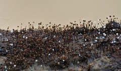 Clastoderma debaryanum