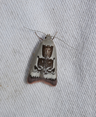 Catacometes hemiscia