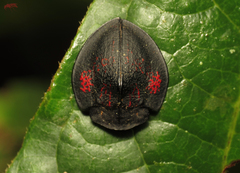 Cyrtonota abrili