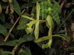 Epidendrum stanhopeanum