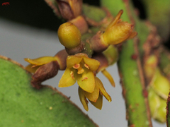 Chloranthales