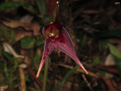 Masdevallia cucullata