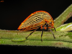 Heranice miltoglypta