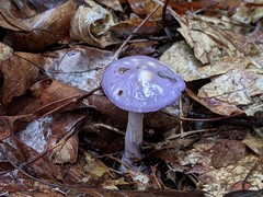 Cortinarius iodeoides