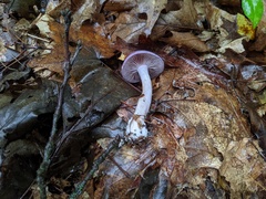 Cortinarius iodeoides