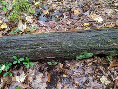 Chlorosplenium chlora