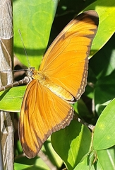 Dryas iulia