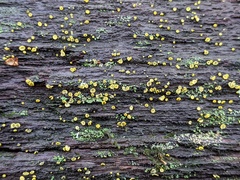 Chlorosplenium chlora