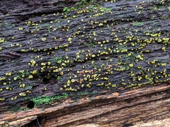 Chlorosplenium chlora