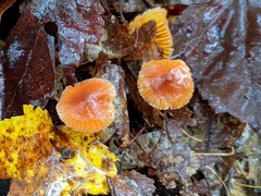 Gliophorus perplexus