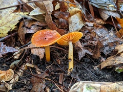 Gliophorus perplexus