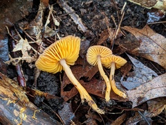 Gliophorus perplexus