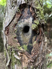 Aenetus virescens