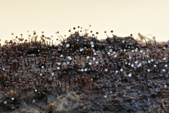 Clastoderma debaryanum