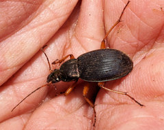 Chlaenius impunctifrons