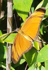 Dryas iulia