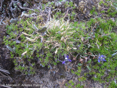 Lupinus microphyllus