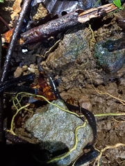 Gymnophiona