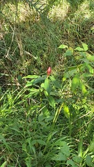 Costus woodsonii
