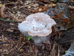 Hypomyces ochraceus