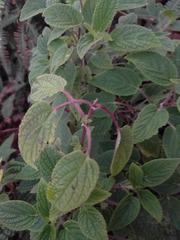 Phyllostegia grandiflora