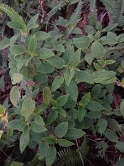 Phyllostegia grandiflora