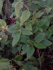 Phyllostegia grandiflora