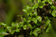 Phyllostegia grandiflora