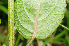 Phyllostegia grandiflora