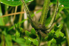 Phyllostegia grandiflora