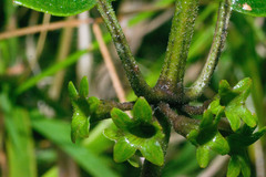 Phyllostegia grandiflora
