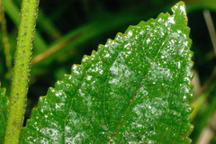 Phyllostegia grandiflora