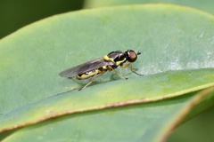 Acanthasargus flavipes