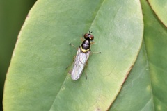 Acanthasargus flavipes