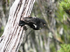 Petroica macrocephala