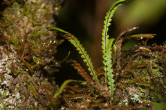 Stenogrammitis saffordii