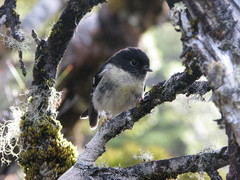 Petroica macrocephala