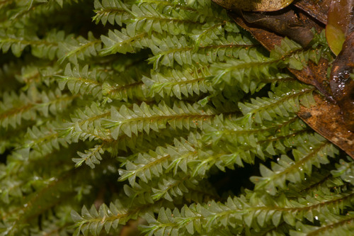 Plagiochila