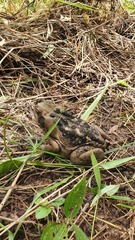 Rhinella diptycha