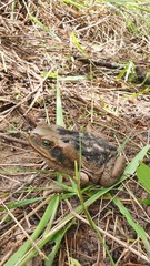 Rhinella diptycha