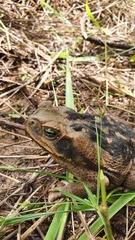 Rhinella diptycha