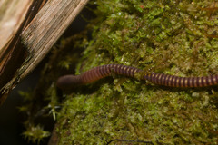 Eisenia
