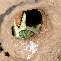 Delta emarginatum