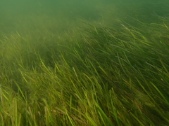 Zostera nigricaulis