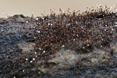 Clastoderma debaryanum