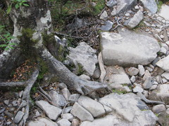 Acanthisitta chloris