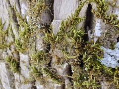 Leucodon andrewsianus