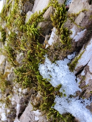 Leucodon andrewsianus