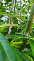 Isognathus allamandae