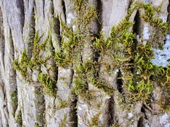 Leucodon andrewsianus